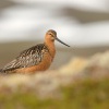 Brehous rudy - Limosa lapponica - Bar-tailed Godwit 7812